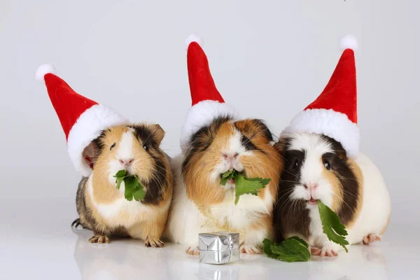 Trois cobayes avec chapeaux de Père Noël — Photo