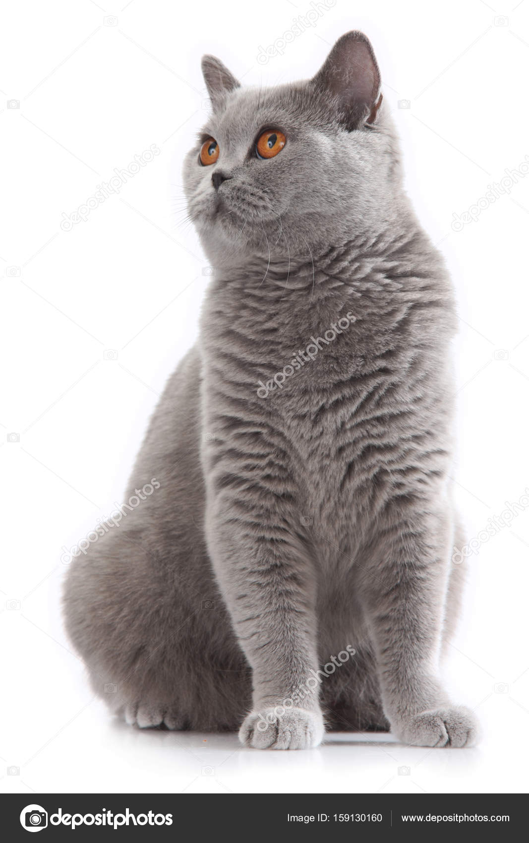 Britische Kurzhaar Katze Sitzend Grau Stockfoto