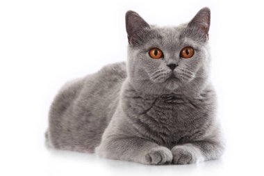 yalan gri İngiliz kısa saç kedi