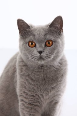 Gri İngiliz kısa saç kedisi