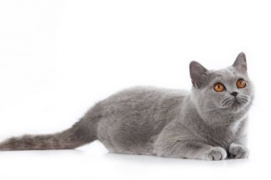 yalan gri İngiliz kısa saç kedi