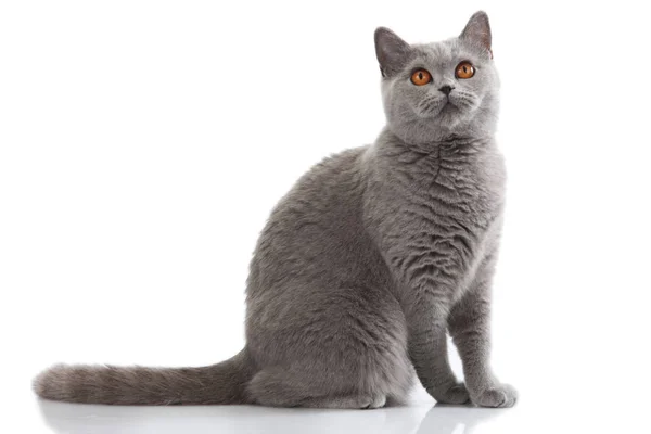 Grey british short hair cat — Stock Photo, Image