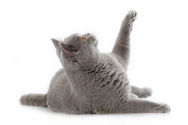 Cinza britânico cabelo curto gato — Fotografia de Stock