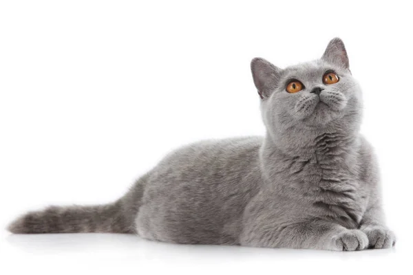 Grey british short hair cat lying — Stock Photo, Image