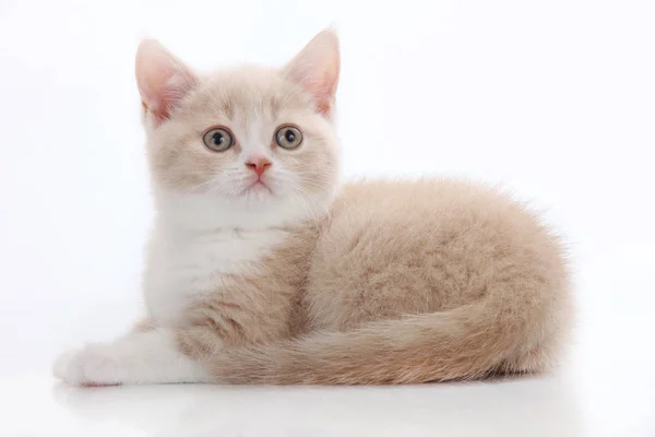 Un lindo gatito acostado de lado — Foto de Stock