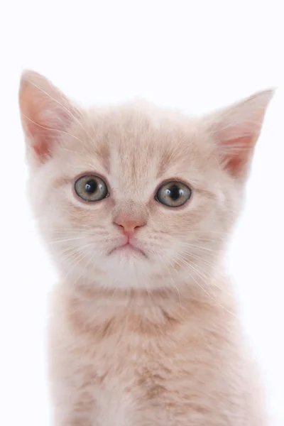 Rosto de um gatinho bonito — Fotografia de Stock