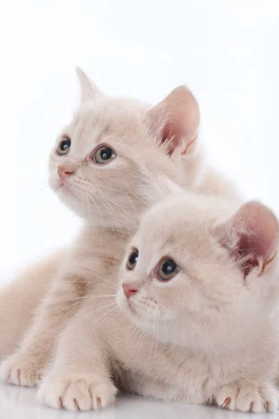 Dos británico pelo corto gatito en blanco —  Fotos de Stock