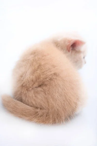Британский короткий котенок со спины — стоковое фото