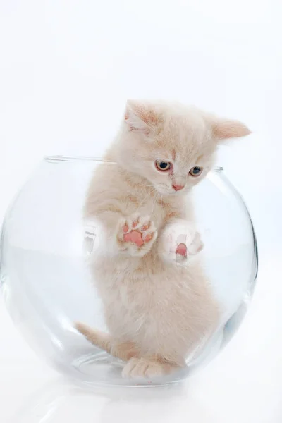 British short hair kitten in a glass box — Stock Photo, Image