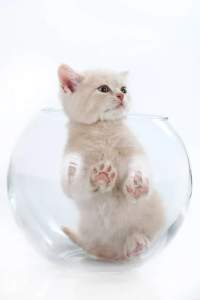 British short hair kitten in a glass box — Stock Photo, Image