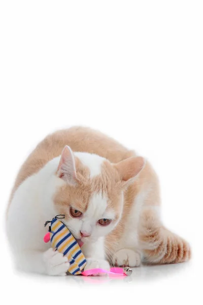 British short hair cat with toy — Stock Photo, Image