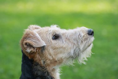 Profili bir foxterrier köpeğin bahçede