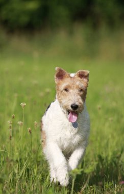 Çayırda çalışan Foxterrier köpek