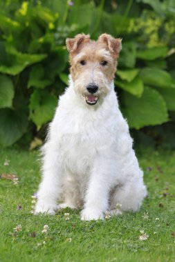 Bahçede oturan Foxterrier köpek