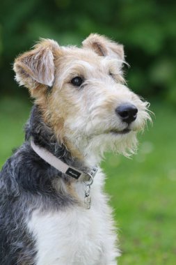 Profili bir foxterrier köpeğin bahçede