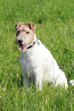 Foxterrier köpek çimenlerde oturan
