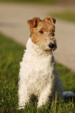 Foxterrier köpek neadow içinde oturan
