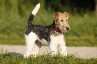 Foxterrier yana çimenlerde ayakta