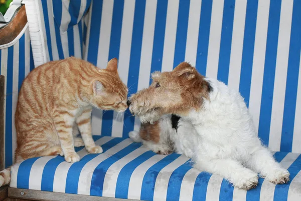 Кошка и собака в пляжном кресле — стоковое фото