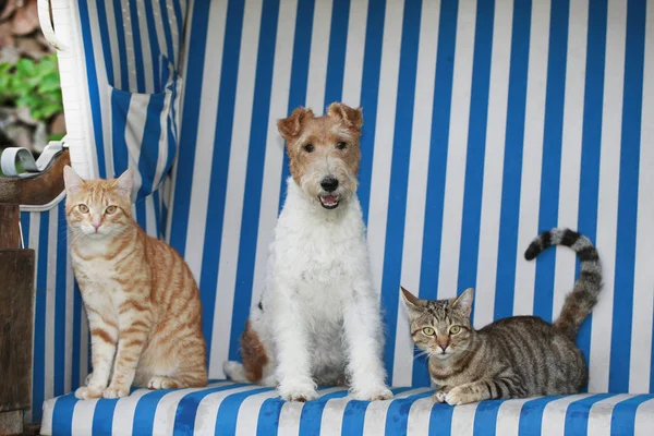 Katt och hund i en strandstol — Stockfoto