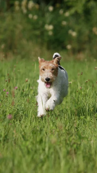 Foxterrier kutya fut a réten — Stock Fotó