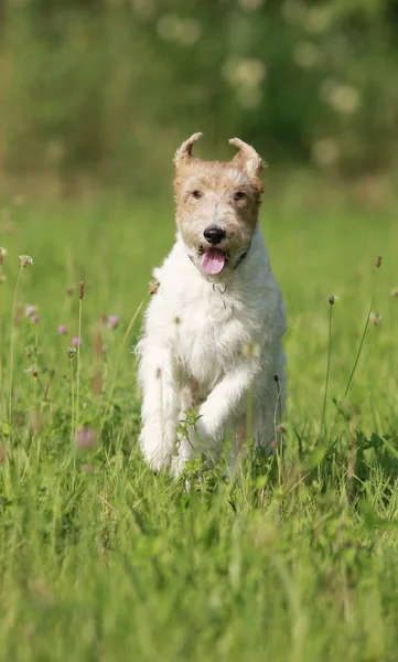 Foxterrier-Hund läuft auf der Wiese — Stockfoto