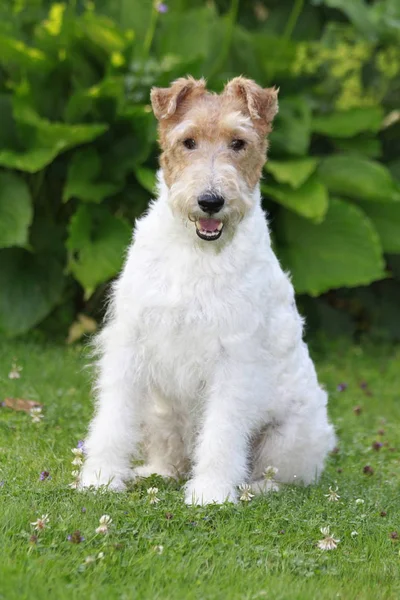 Foxterrier kutyák ül a kertben — Stock Fotó