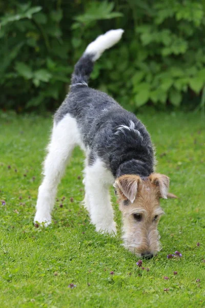 Фокстерьерская собака нюхает траву — стоковое фото