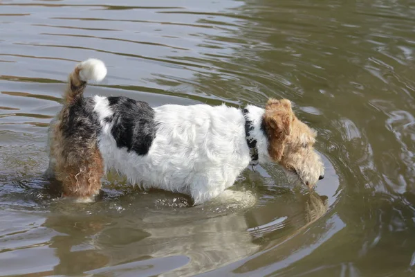 Фокстерьерская собака, идущая по реке — стоковое фото