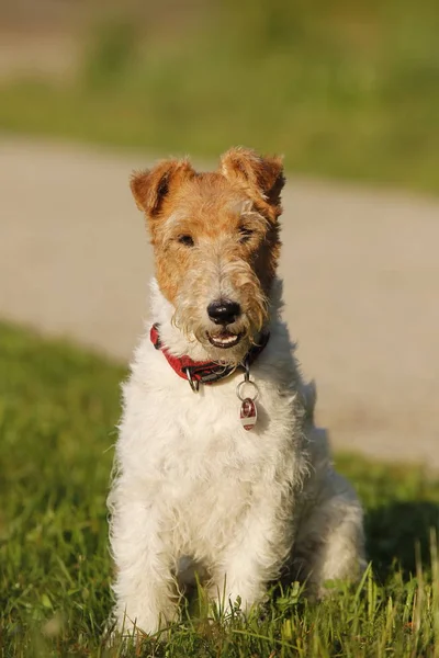 Foxterrier kutyák ül a neadow — Stock Fotó