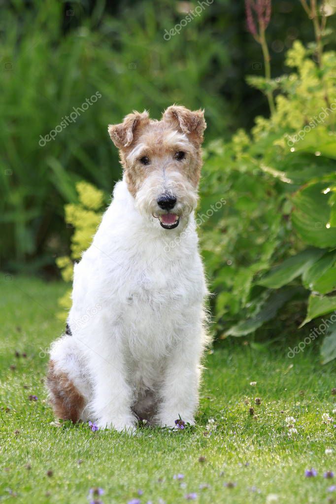 FoxterrierHund im Garten zu sitzen — Stockfoto © absolutimages 159682984
