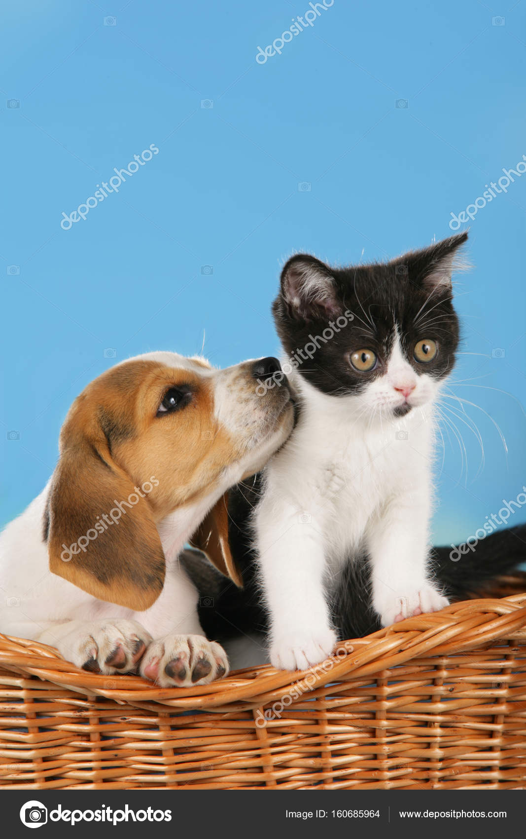 Katze Und Hund In Einem Korb Stockfoto Absolutimages