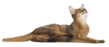 Abessinian kedi beyaz