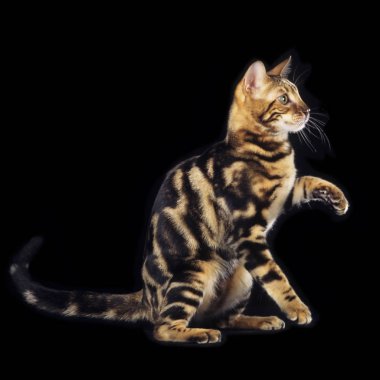 Yana doğru oturan Bengal kedisi