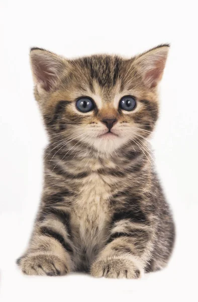 Carino britannico stenografia gattino isolato — Foto Stock