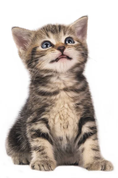 귀여운 영국 쇼트헤어 고양이 절연 — 스톡 사진