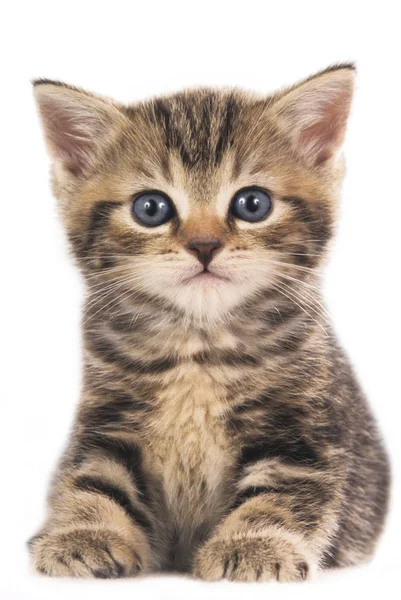 Lindo británico taquigrafía gatito aislado —  Fotos de Stock
