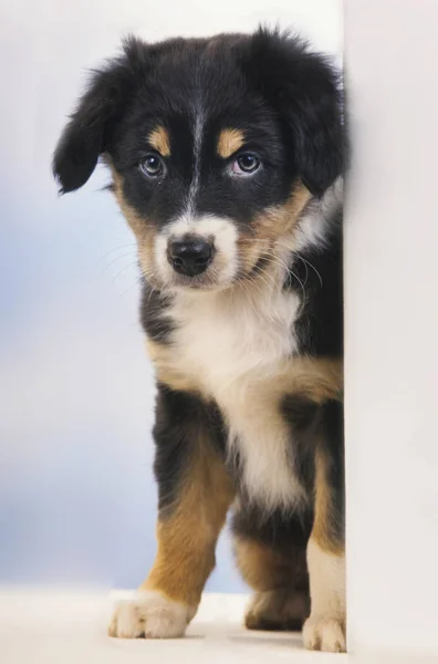 Frontera collie cachorro perro — Foto de Stock