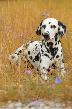 Dalmaçya köpek renkli bir flowerfield yalan söylüyor