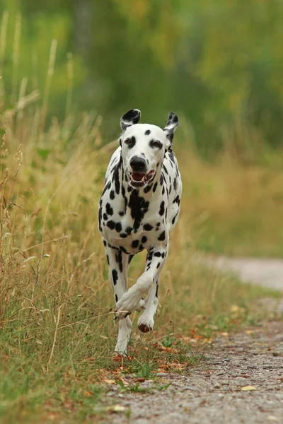 Далматинская собака бежит по траве — стоковое фото
