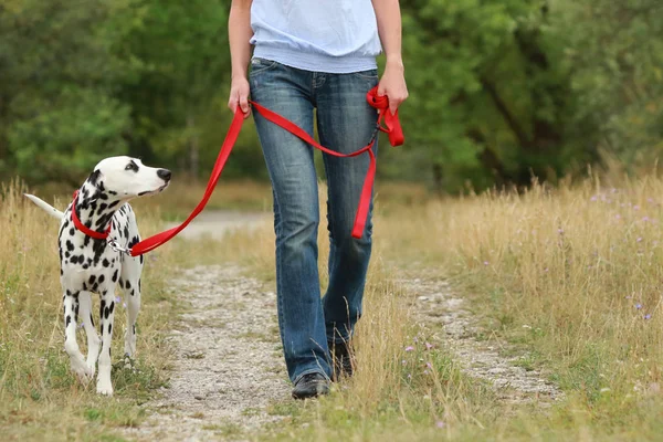 Mulher madura está andando um cão dalmatian em uma trela na natureza en — Fotografia de Stock