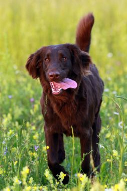 Düz çayırlarda çalıştıran retriever köpek kaplı
