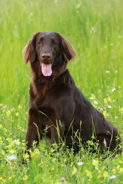 フラット コーティング、草原に座って犬レトリーバー — ストック写真