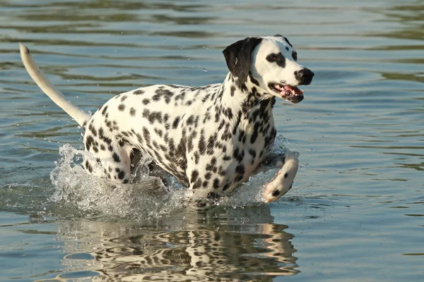 Cão dálmata correndo em um lago — Fotografia de Stock