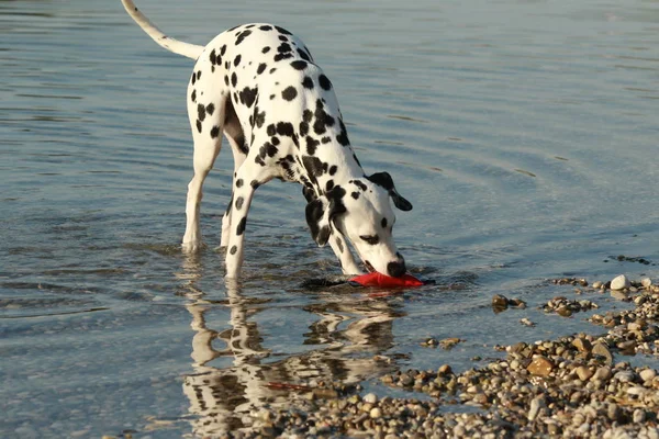 Далматинская собака принесла водяную игрушку — стоковое фото