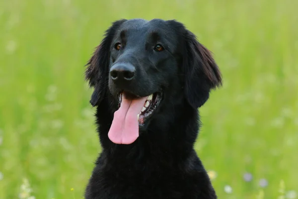 Çayırda oturan düz boyalı köpek av köpeği — Stok fotoğraf