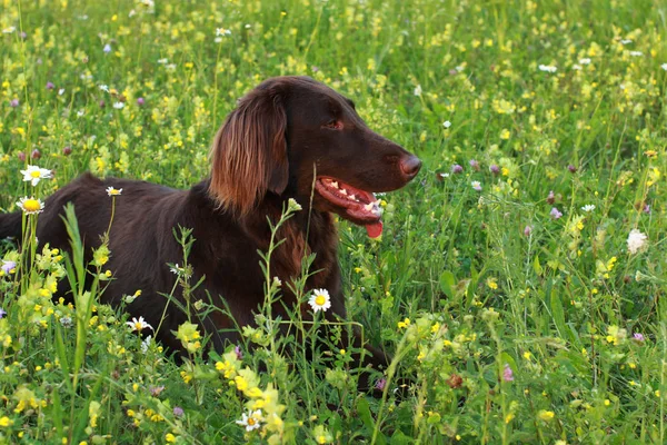 Cão revestido plano retriever sentado no prado — Fotografia de Stock