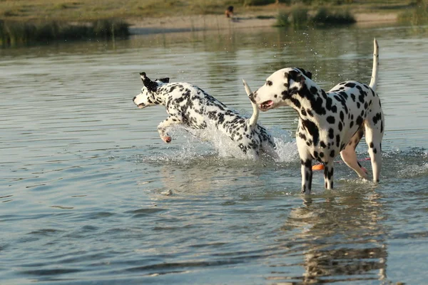 湖で 2 匹のダルメシアン犬 — ストック写真