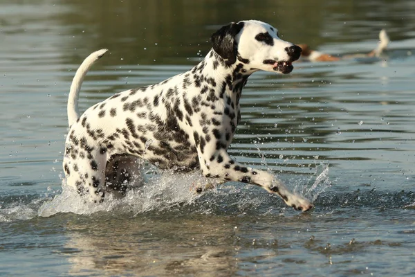 Далматинская собака бежит в озере — стоковое фото