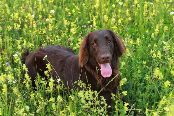 Çayırda oturan düz boyalı köpek av köpeği